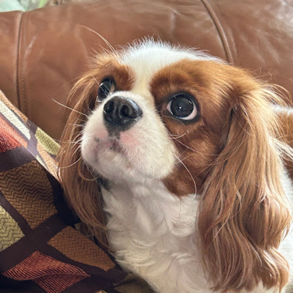 Meet your Posher, Jacie